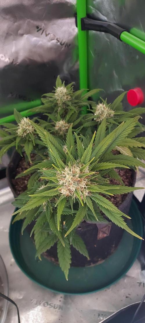 Organic Pound Cake Auto. Week 7 - DAY 56 FROM GERMINATED AND PLANTED SEED