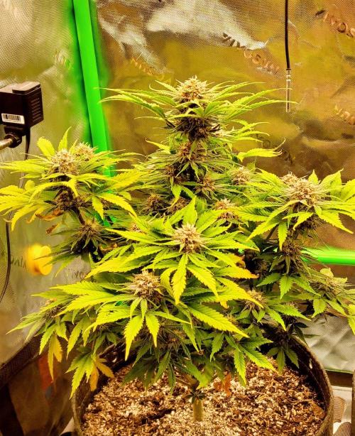 Organic Cherry Cola RF3 Auto. Week 8 - DAY 63 FROM GERMINATED AND PLANTED SEED