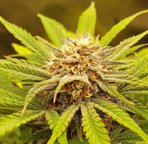Organic Cherry Cola RF3 Auto. Week 8 - DAY 63 FROM GERMINATED AND PLANTED SEED