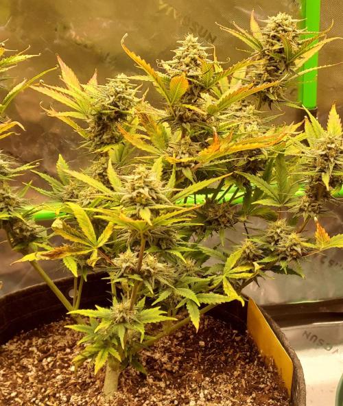Organic Sour Jealousy Auto. Week 8 - DAY 63 FROM GERMINATED AND PLANTED SEED