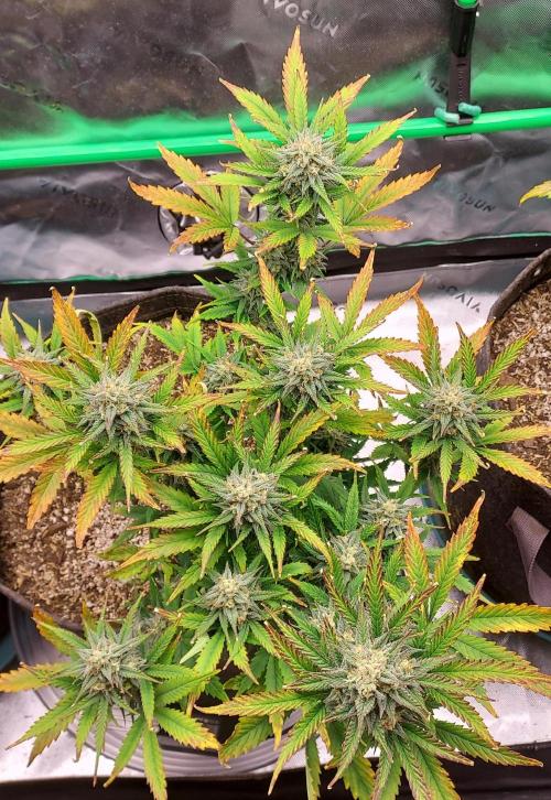 Organic Sour Jealousy Auto. Week 8 - DAY 63 FROM GERMINATED AND PLANTED SEED