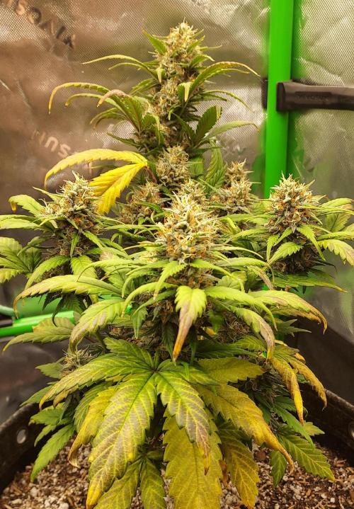 Organic Pound Cake Auto. Week 8 - DAY 63 FROM GERMINATED AND PLANTED SEED