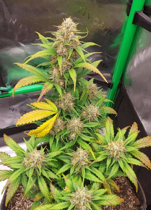 Organic Pound Cake Auto. Week 8 - DAY 63 FROM GERMINATED AND PLANTED SEED