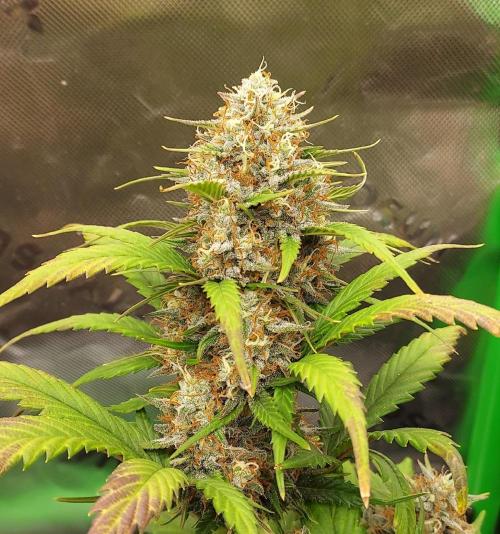 Organic Pound Cake Auto. Week 8 - DAY 63 FROM GERMINATED AND PLANTED SEED