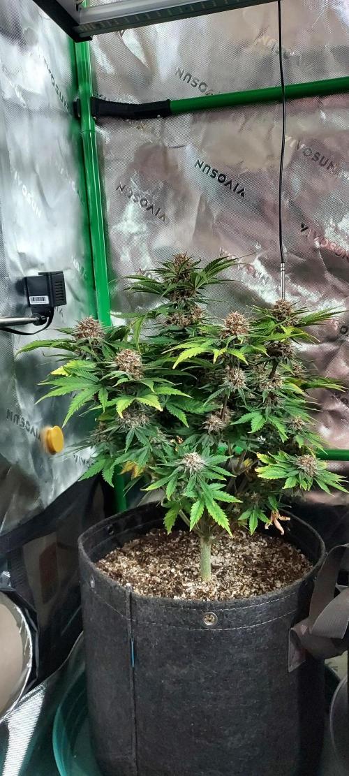 Organic Cherry Cola RF3 Auto. Week 9 - DAY 70 FROM GERMINATED AND PLANTED SEED