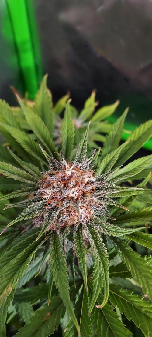 Organic Cherry Cola RF3 Auto. Week 9 - DAY 70 FROM GERMINATED AND PLANTED SEED
