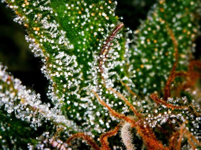 Organic Cherry Cola RF3 Auto. Week 9 - DAY 70 FROM GERMINATED AND PLANTED SEED