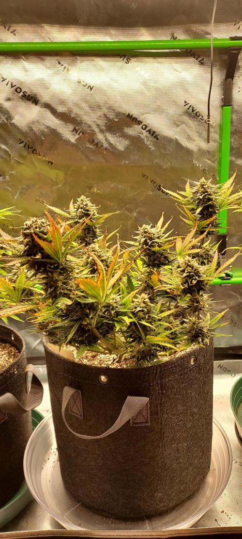 Organic Sour Jealousy Auto. Week 9 - DAY 70 FROM GERMINATED AND PLANTED SEED