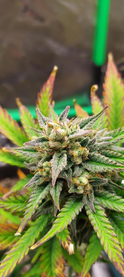 Organic Sour Jealousy Auto. Week 9 - DAY 70 FROM GERMINATED AND PLANTED SEED