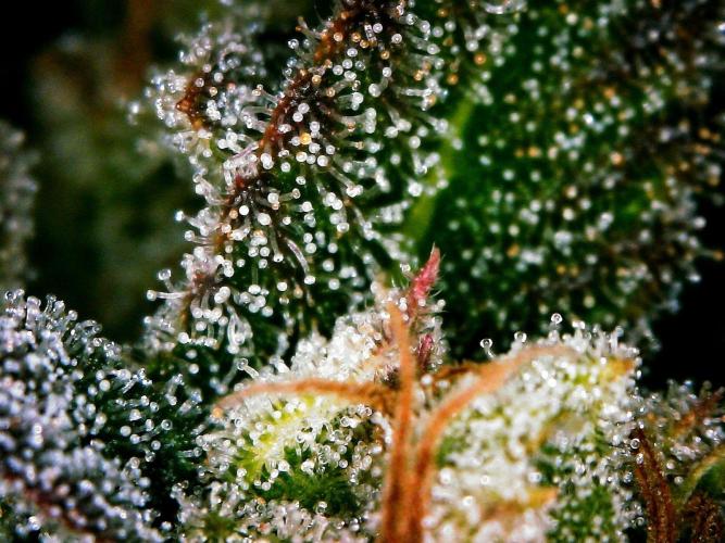 Organic Sour Jealousy Auto. Week 9 - DAY 70 FROM GERMINATED AND PLANTED SEED