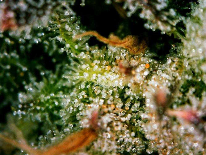 Organic Sour Jealousy Auto. Week 9 - DAY 70 FROM GERMINATED AND PLANTED SEED
