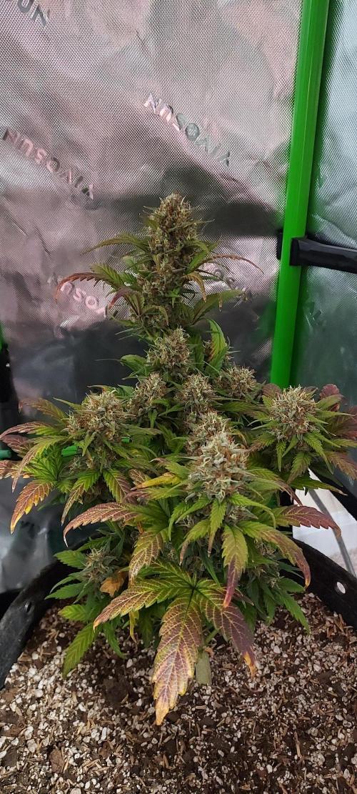 Organic Pound Cake Auto. Week 9 - DAY 70 FROM GERMINATED AND PLANTED SEED