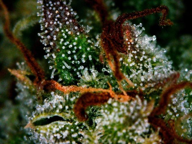 Organic Pound Cake Auto. Week 9 - DAY 70 FROM GERMINATED AND PLANTED SEED