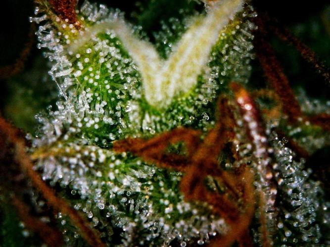 Pound Cake Auto. Week 9