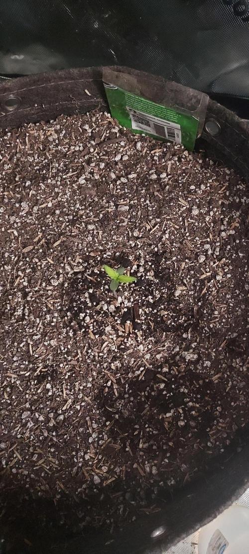 Organic Tropicana Cookies Auto. Week 0 - DAY 7 FROM GERMINATION