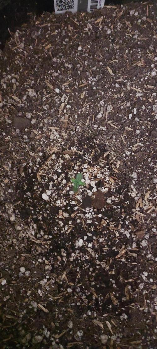 Organic Lemon Cherry Cookies. Week 0 - DAY 7 FROM GERMINATION