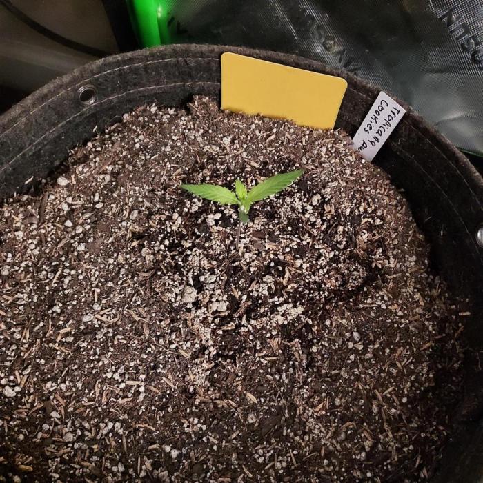 Organic Tropicana Cookies Auto. Week 1 - DAY 14 FROM SEED