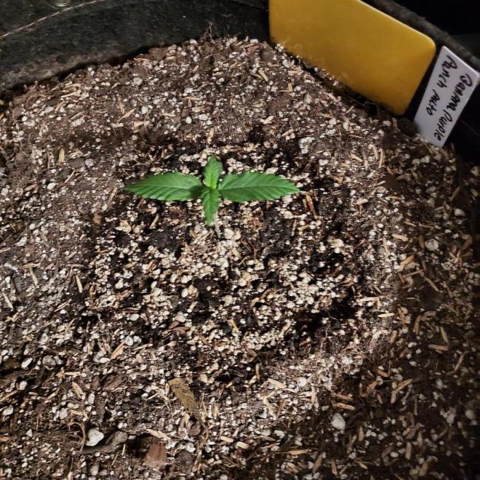 Organic Banana Purple Punch RF3 Auto. Week 1 - DAY 14 FROM SEED