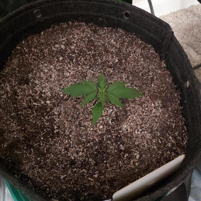 Organic Lemon Cherry Cookies. Week 2 - DAY 21 FROM SEED