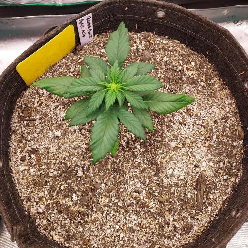 Organic Banana Purple Punch RF3 Auto. Week 3 - DAY 28 FROM SEED