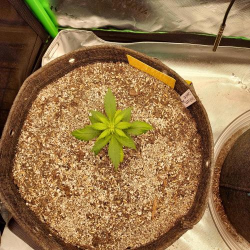 Organic Tropicana Cookies Auto. Week 3 - DAY 28 FROM SEED