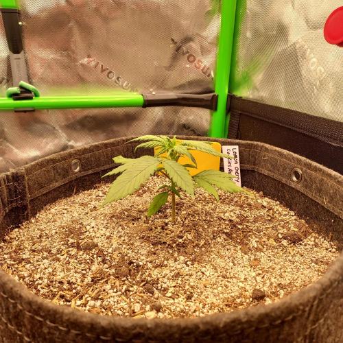 Organic Lemon Cherry Cookies. Week 3 - DAY 28 FROM SEED