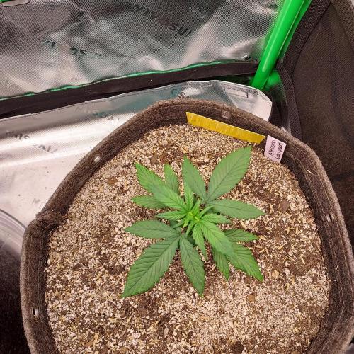 Organic Lemon Cherry Cookies. Week 3 - DAY 28 FROM SEED