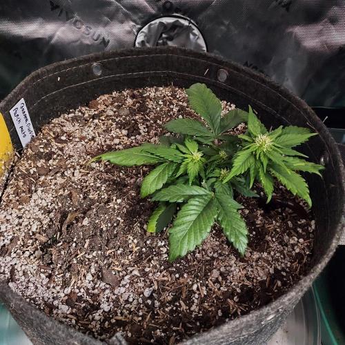 Grow Tent S425 48"x24"x60". Week 4