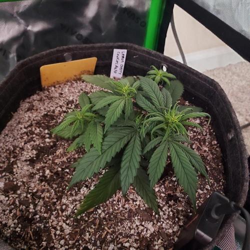 Grow Tent S425 48"x24"x60". Week 4