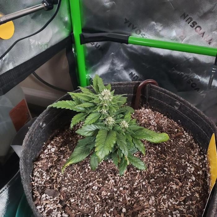 Organic Banana Purple Punch RF3 Auto. Week 5 - DAY 42 FROM SEED ... STUNTED