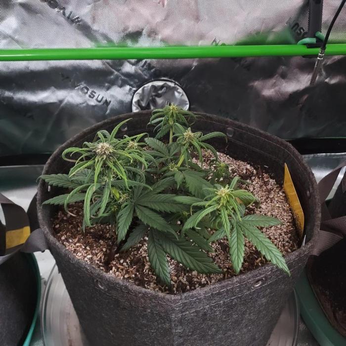 Organic Lemon Cherry Cookies. Week 5 - DAY 42 FROM SEED ... STUNTED