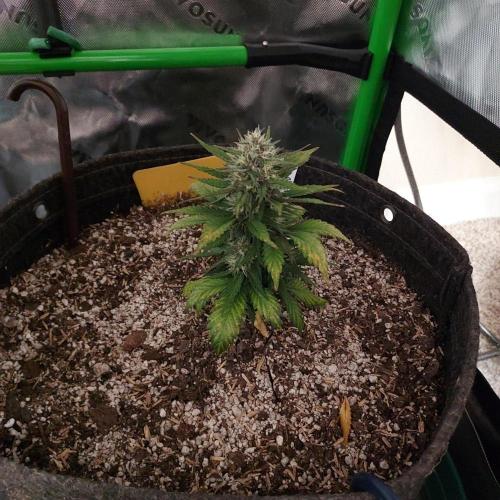 Tropicana Cookies Auto. Week 6