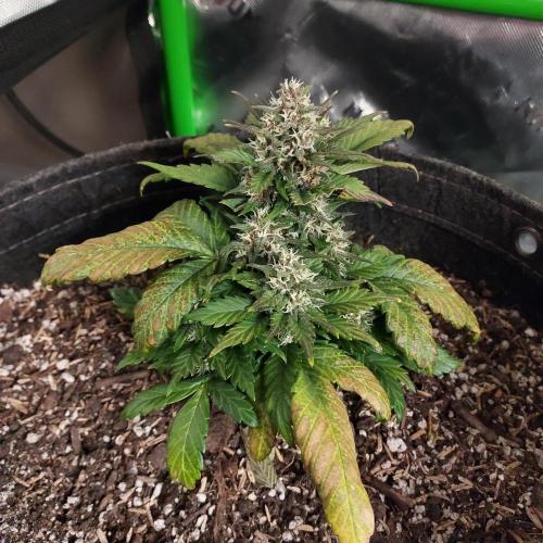 Grow Tent S425 48"x24"x60". Week 6