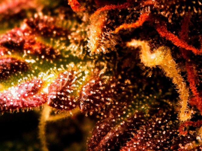 Organic Banana Purple Punch RF3 Auto. Week 8 - day 63 from seed