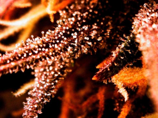 Organic Lemon Cherry Cookies. Week 8 - DAY 63 FROM SEED