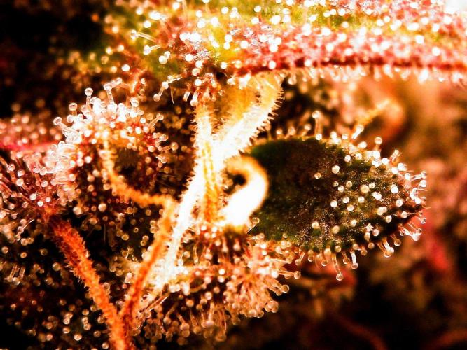 Organic Tropicana Cookies Auto. Week 8 - DAY 63 FROM SEED