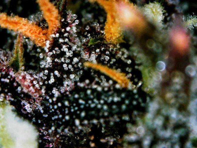 Organic Lemon Cherry Cookies. Week 9 - DAY 72 FROM SEED