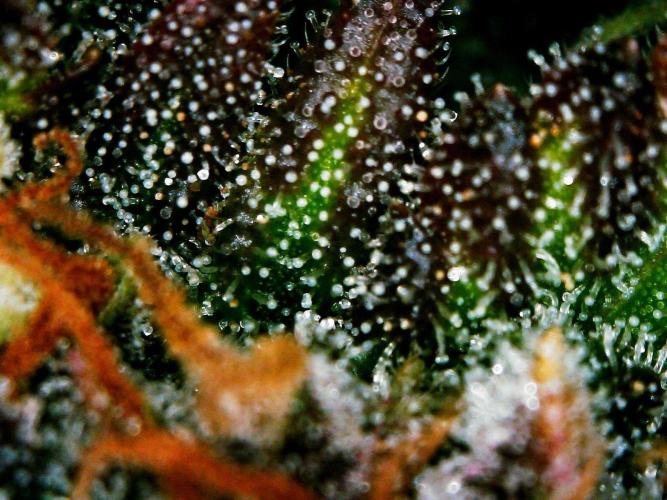 Organic Banana Purple Punch RF3 Auto. Week 9 - DAY 72 FROM SEED