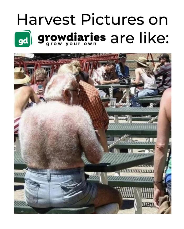 Grow Diaries Meme Contest. Week 0