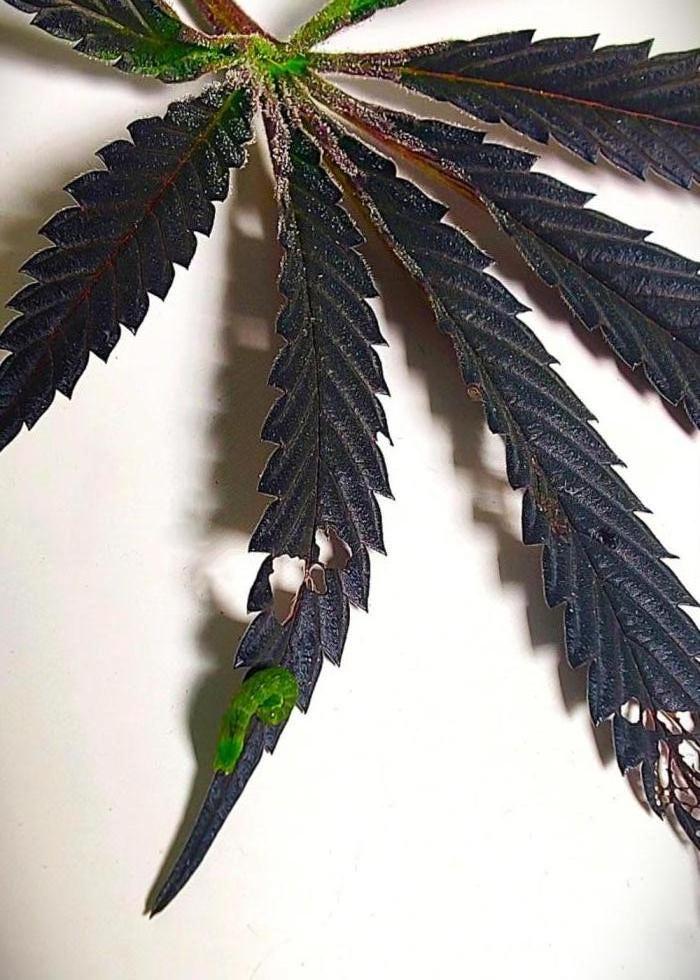 Forbidden Runtz Auto on balcony. Week 15 - My new pet.