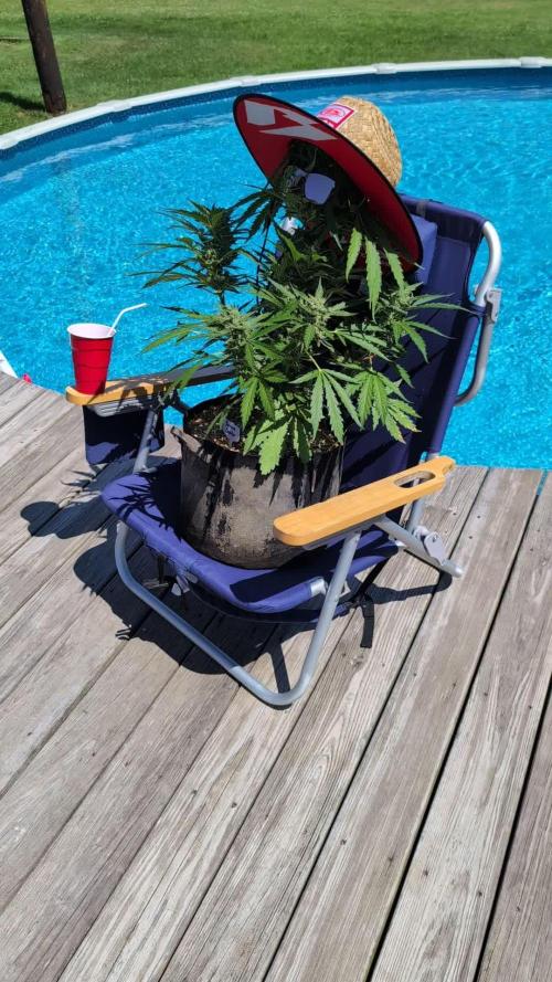 Late greenhouse auto