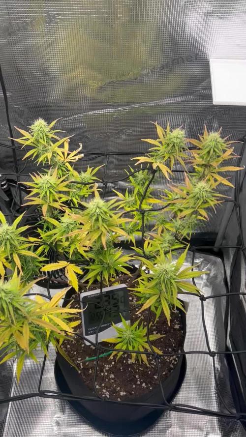 GMO Grow