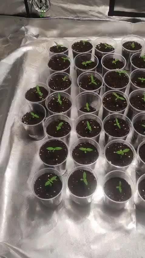 Feminizadas Sweet Seeds 20°Aniversario