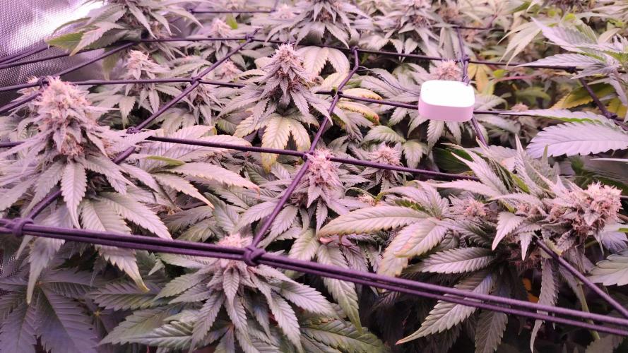 Bruce banner