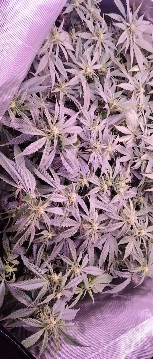 Sweet Mandarine skittlez