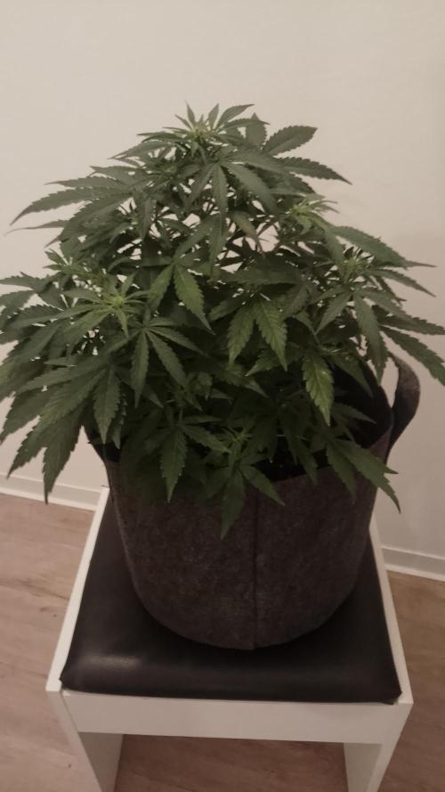 Barneys Auto mobby dick. Week 7
