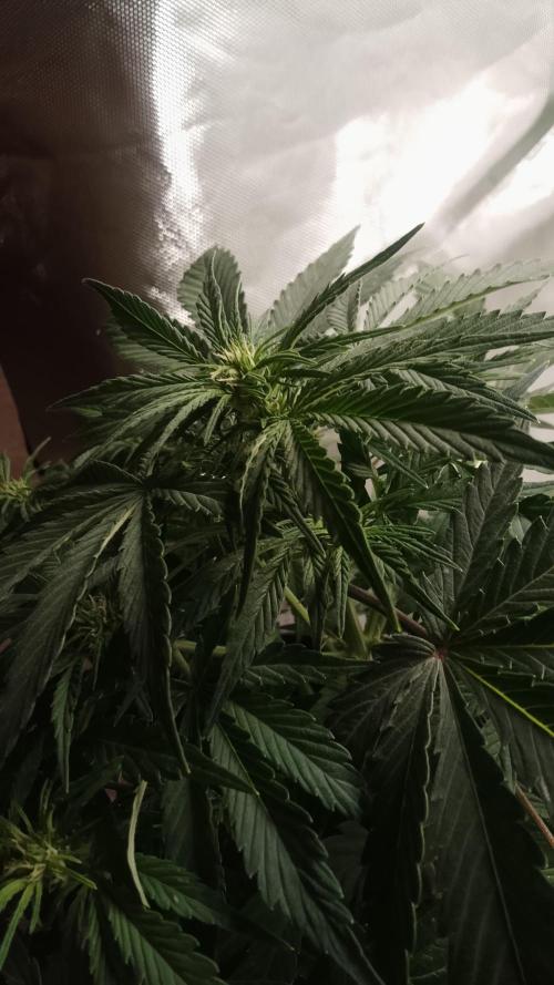 Barneys Auto mobby dick. Week 7