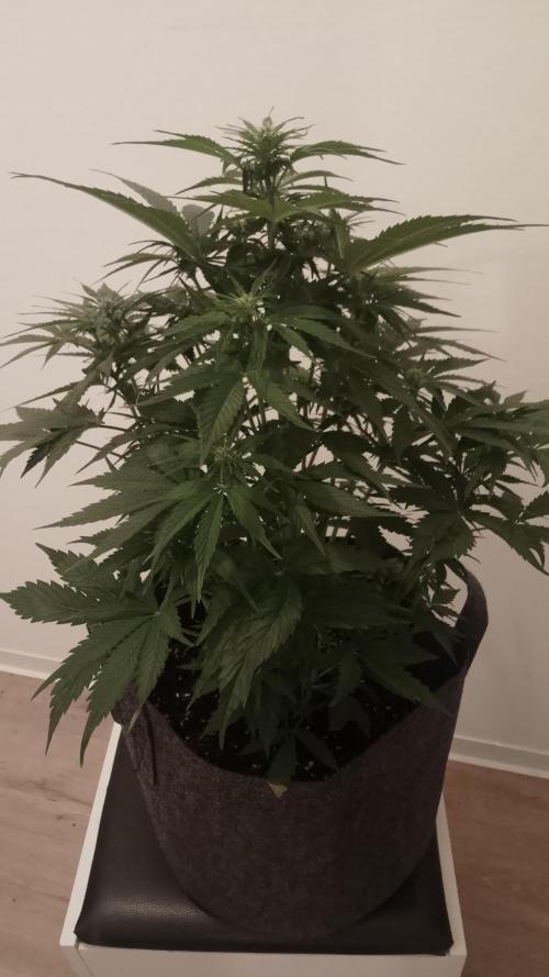 Barneys Auto Mimosa. Week 7