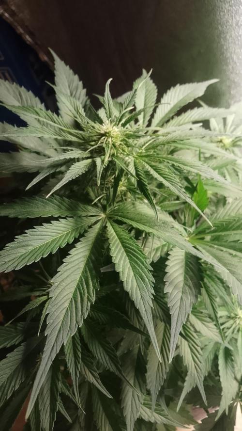 Barneys Auto Mimosa. Week 7