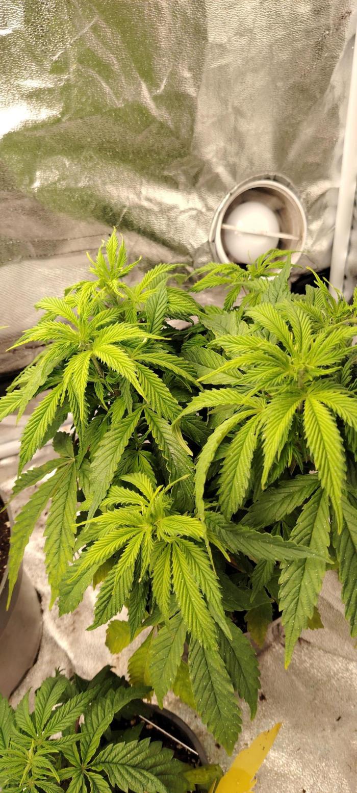 Rainbow Melon *-*. Week 7